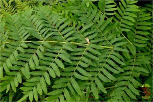Royal Fern