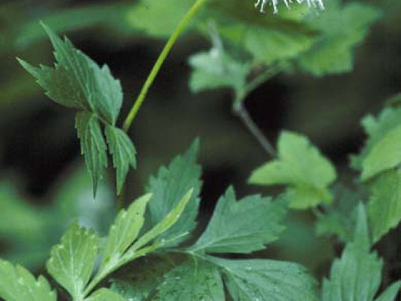 Image for Virginia Waterleaf