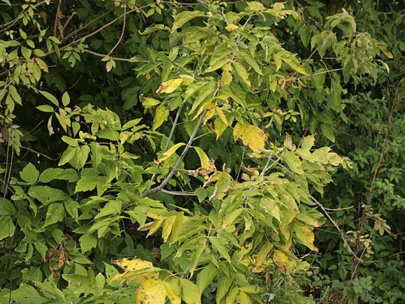 Image for Manitoba Maple