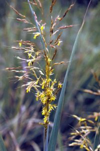 Indian Grass