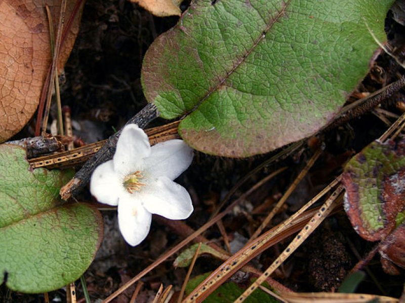 Image for Trailing Arbutus