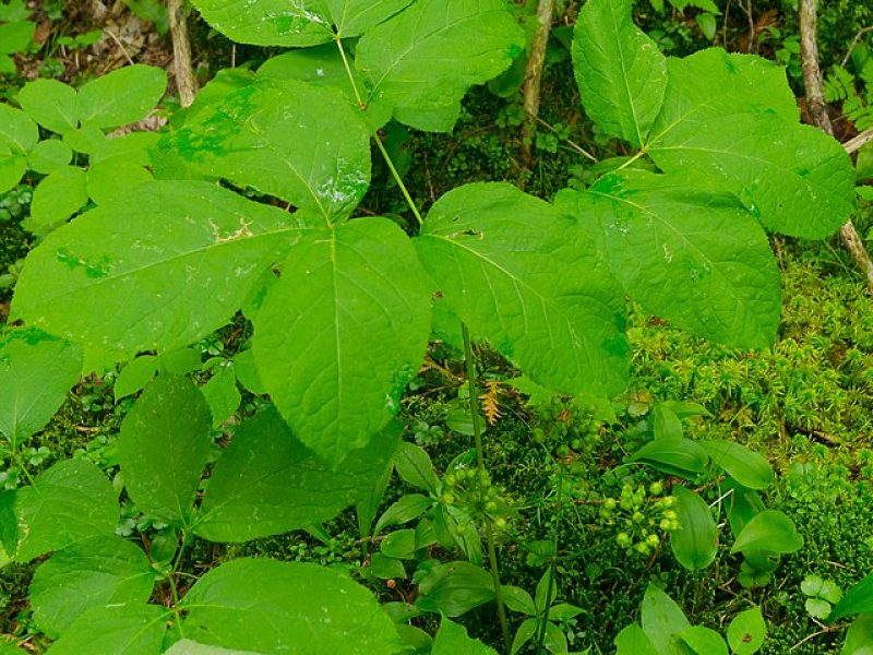 Image for Wild Sarsaparilla