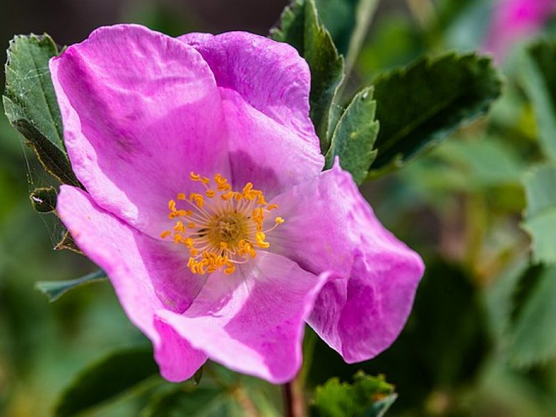 Image for Wood’s Rose