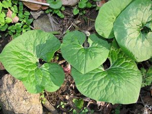 Canadian Wild Ginger