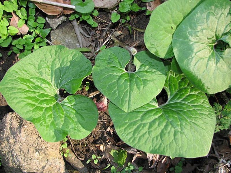 Image for Canadian Wild Ginger