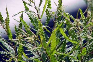 Sweet Fern