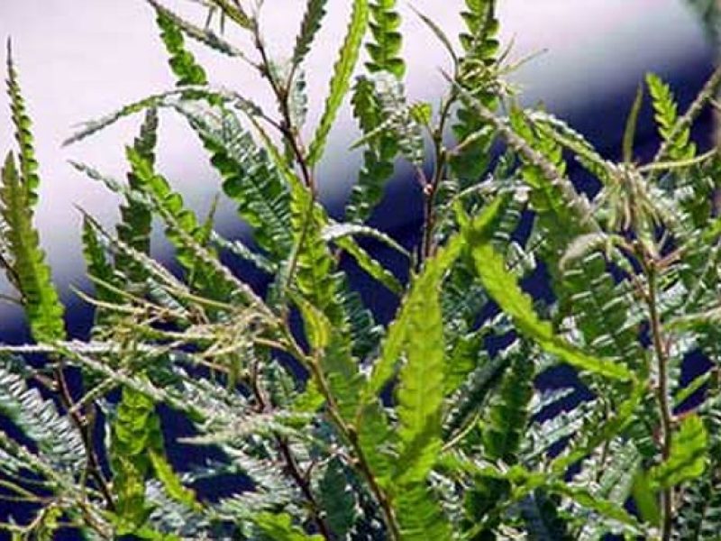 Image for Sweet Fern