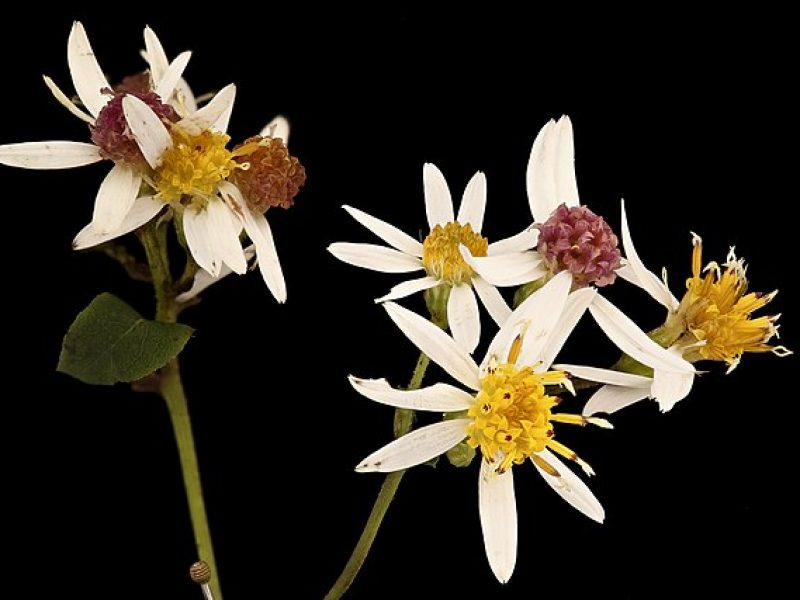 Image for White Wood Aster