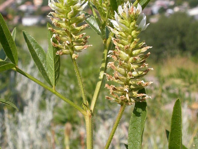 Image for Wild Licorice