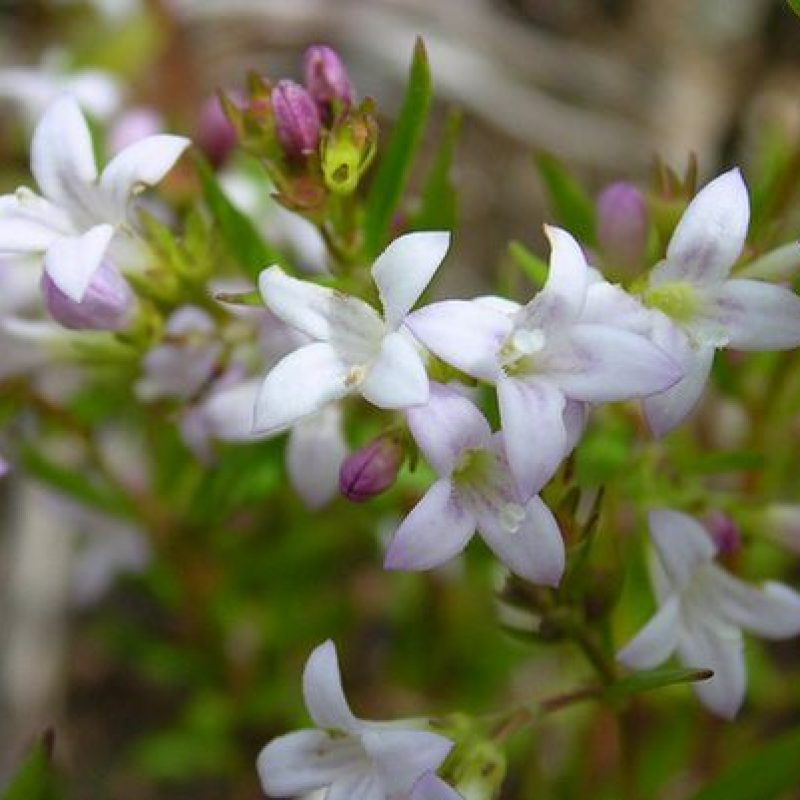 Image for Long-Leaved Bluets