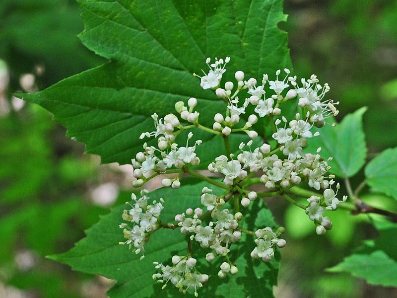 Image for Maple-Leaved Viburnum
