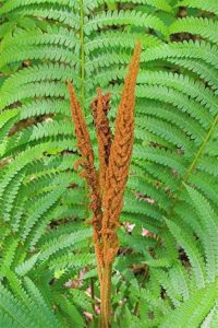 Cinnamon Fern