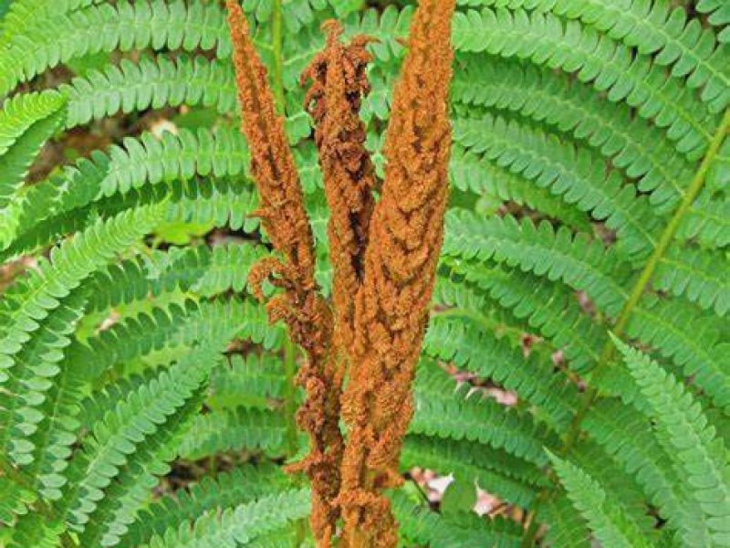 Image for Cinnamon Fern