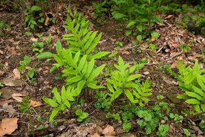 Sensitive Fern