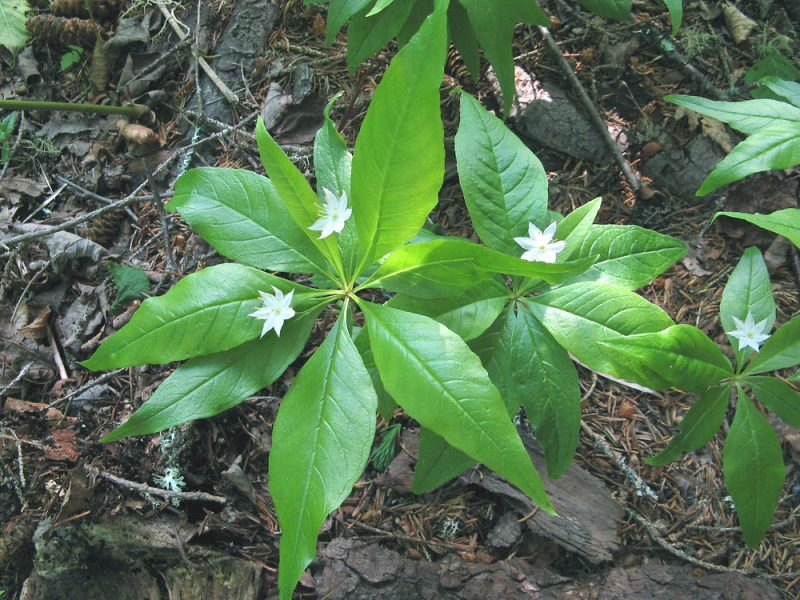 Image for Starflower