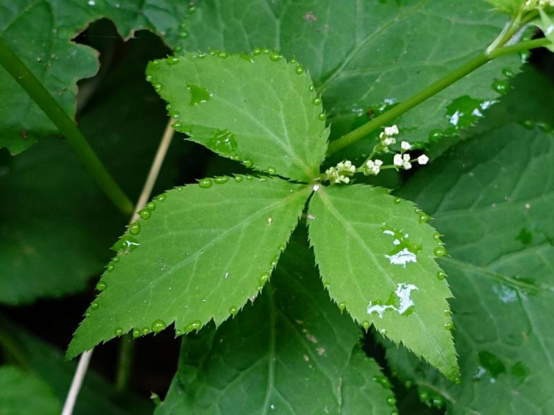 Image for Canada Honewort
