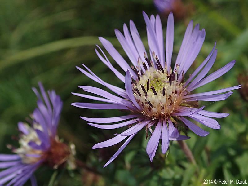 Image for Great Northern Aster