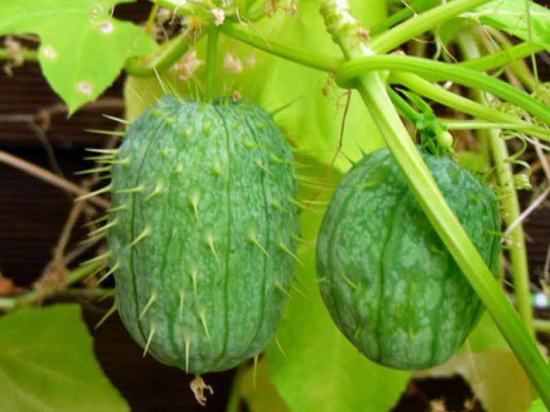 Image for Wild Cucumber