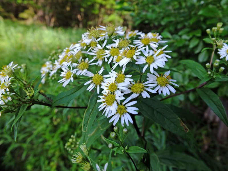 Image for Flat Topped White Aster