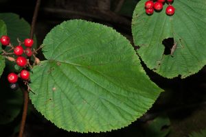 Hobblebush