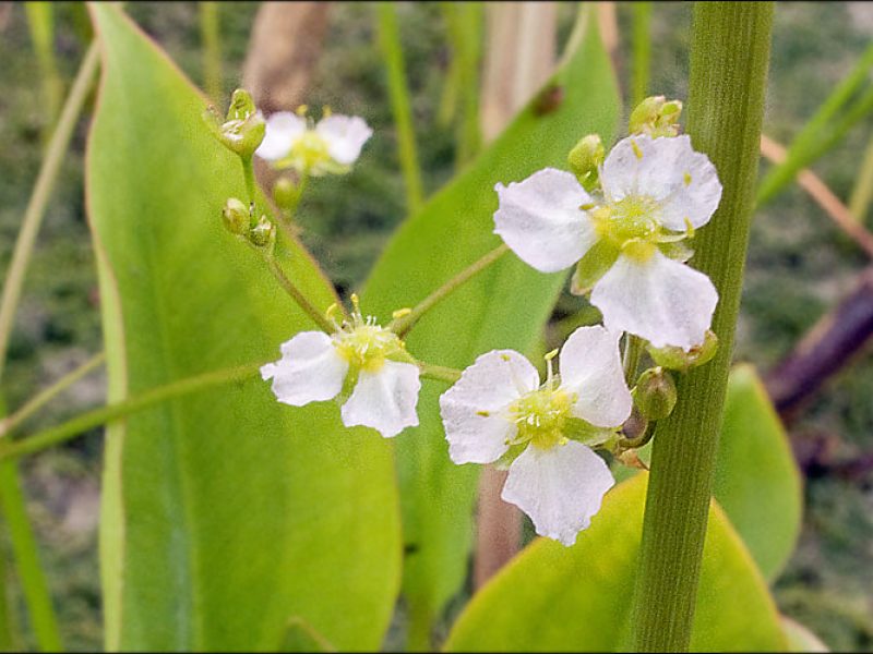 Image for Common Water-Plantain
