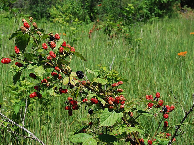 Image for Common Blackberry