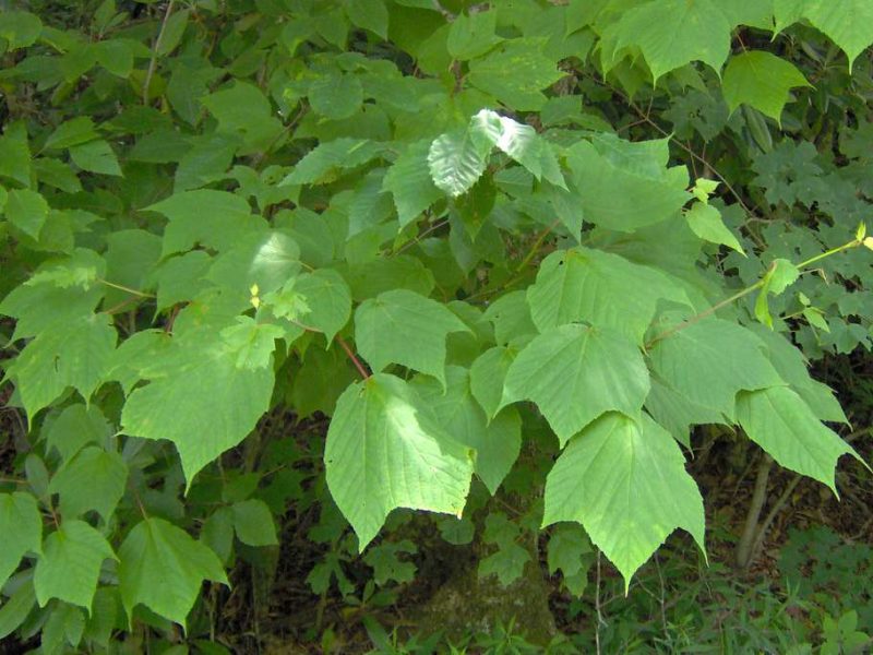 Image for Striped Maple