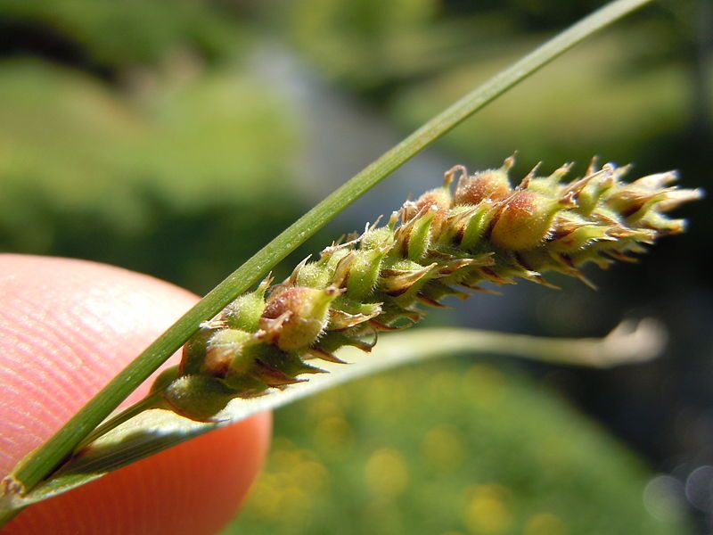 Image for Woolly Sedge