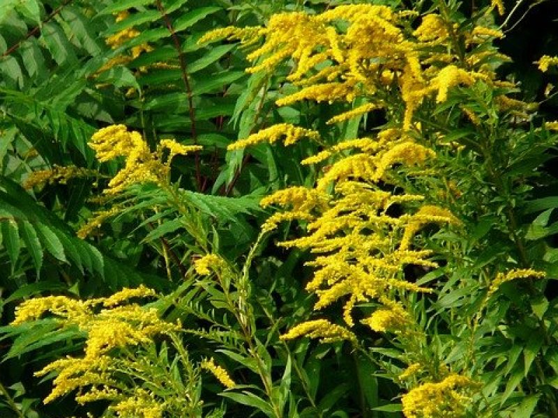 Image for Canada Goldenrod