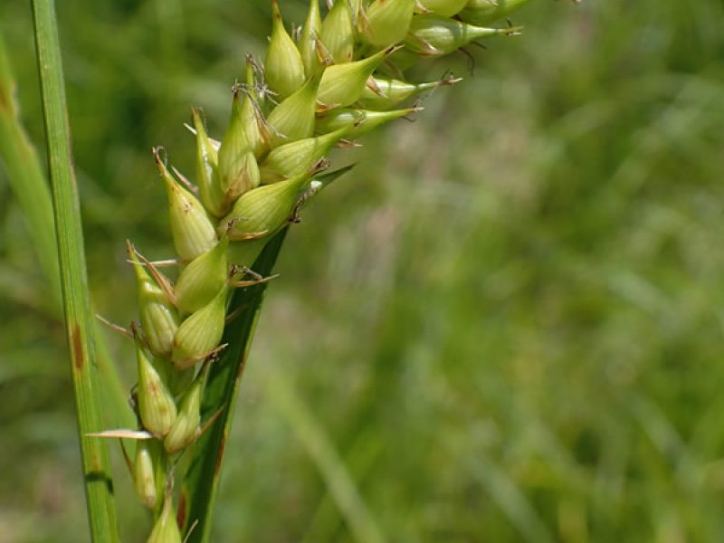 Image for Smooth Fruited Sedge