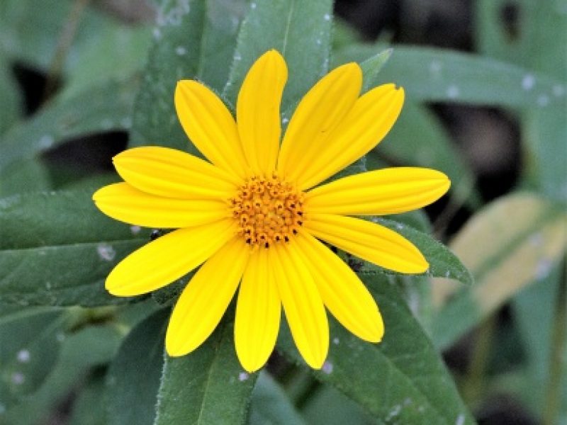 Image for Ten-Petal Sunflower