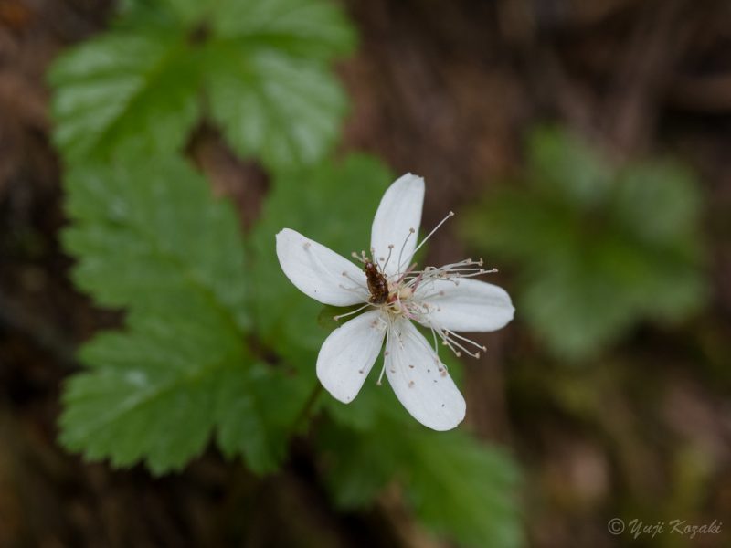 Image for Strawberry Leaf Raspberry