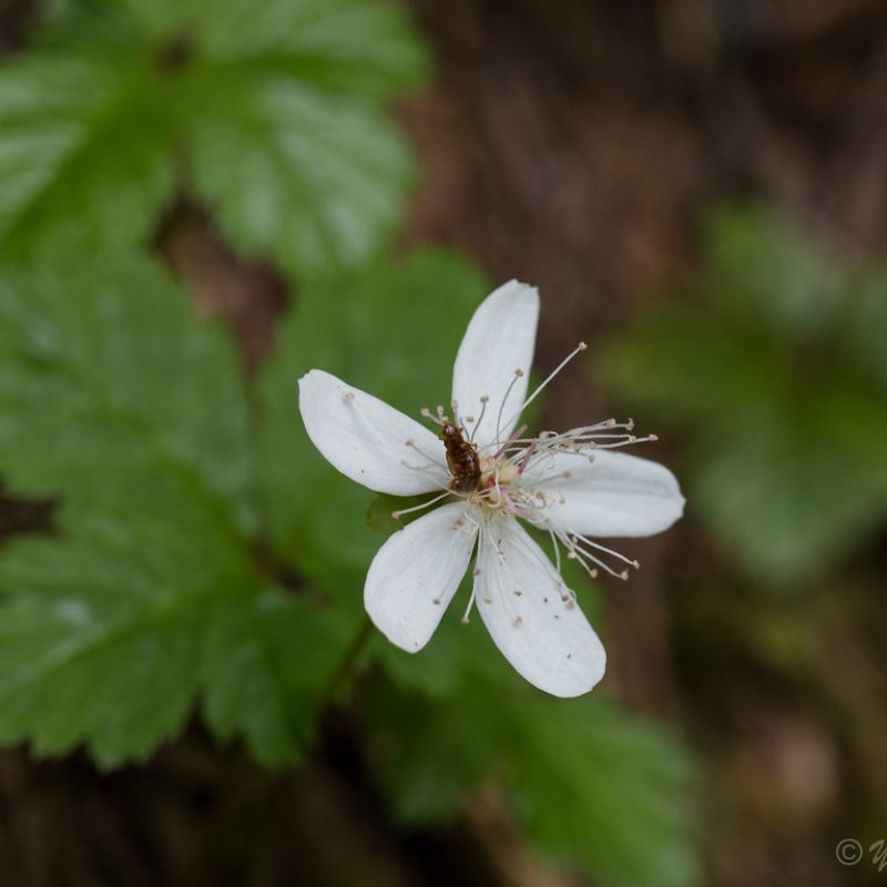Image for Strawberry Leaf Raspberry