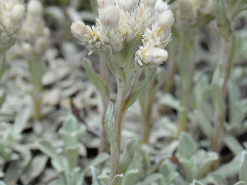 Image for Small Leaf Pussytoes