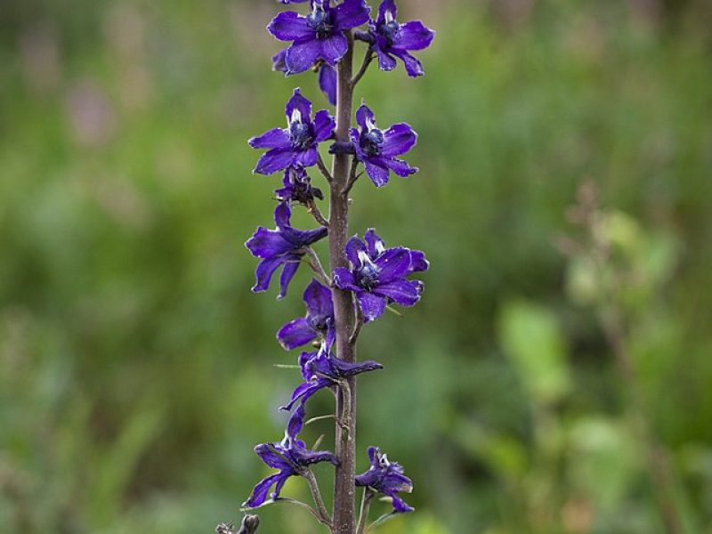 Image for Tall Larkspur