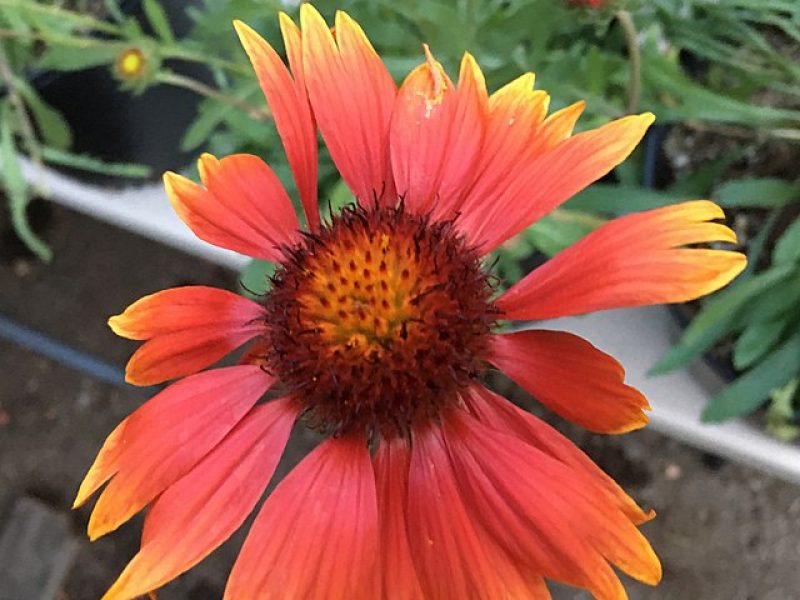 Image for Blanket Flower