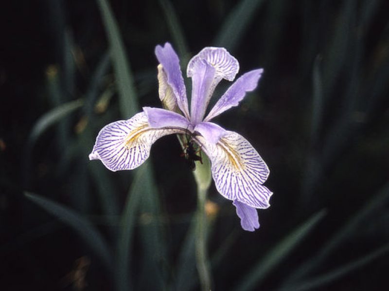 Image for Western Blue Flag Iris
