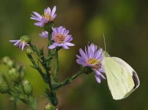 Smooth Aster