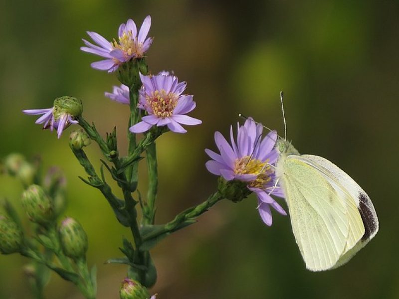 Image for Smooth Aster