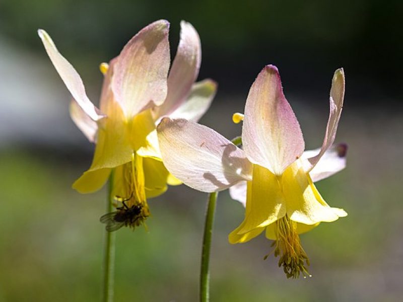 Image for Yellow Mountain Columbine