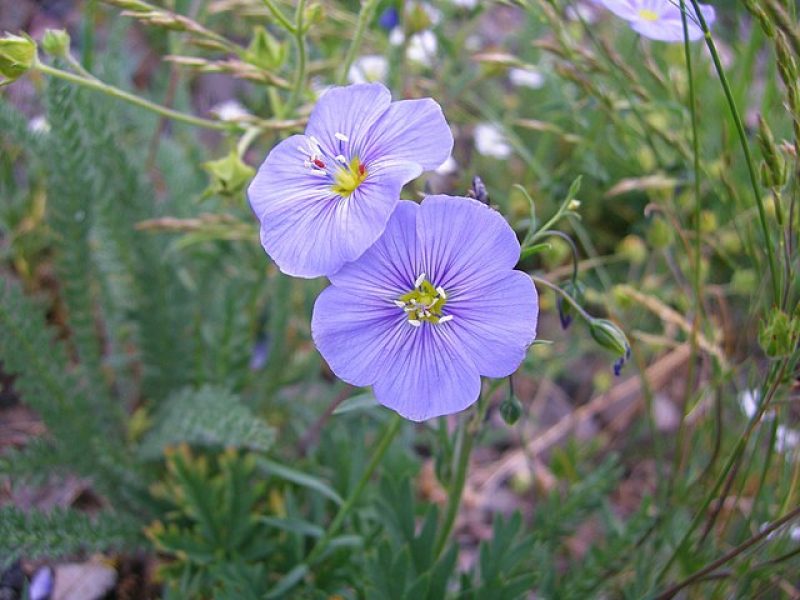 Image for Wild Blue Flax
