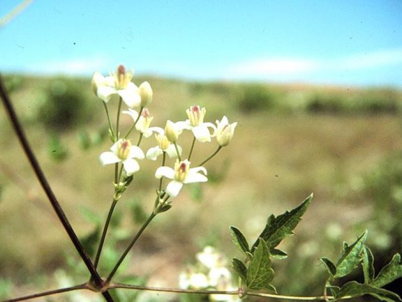Image for Western White Clematis
