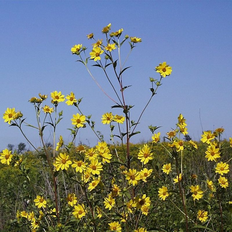 Image for Giant Sunflower