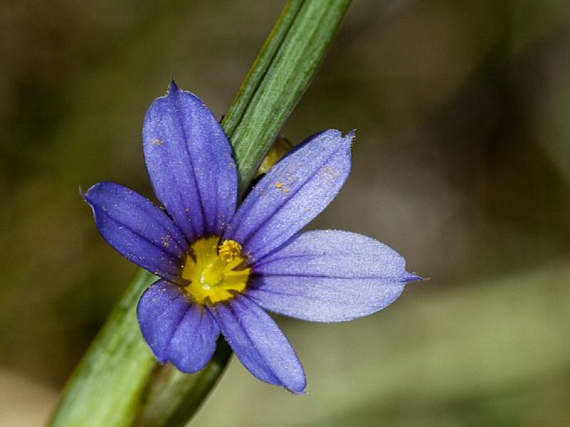 Image for Blue Eyed Grass