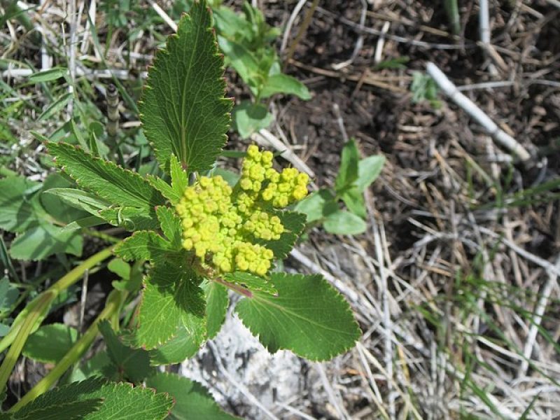 Image for Heart Leaved Golden Alexanders