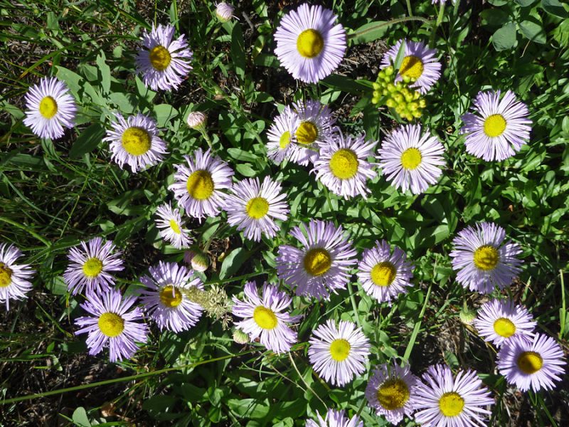 Image for Streamside Fleabane