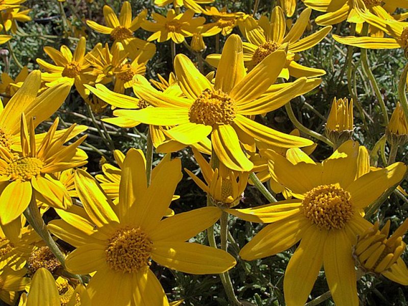 Image for Common Woolly Sunflower
