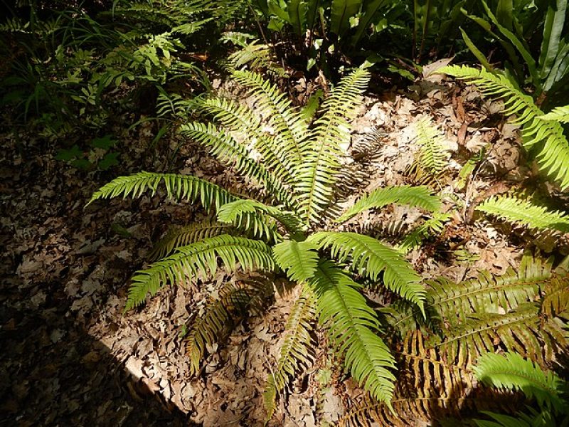 Image for Western Swordfern