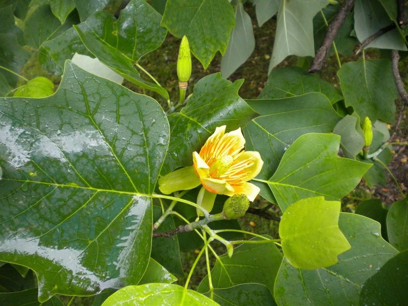 Image for Tulip Tree