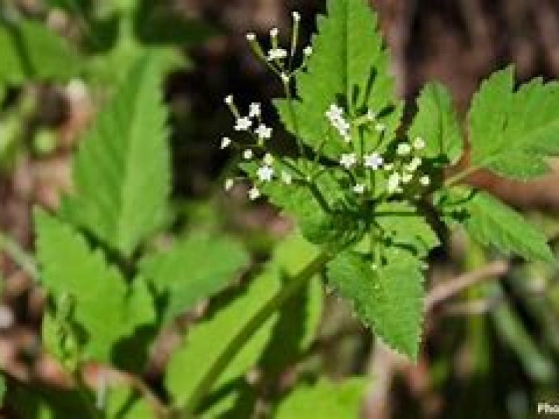 Image for Hairy Sweet Cicely